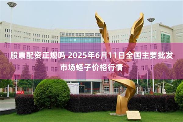 股票配资正规吗 2025年6月11日全国主要批发市场蛏子价格行情